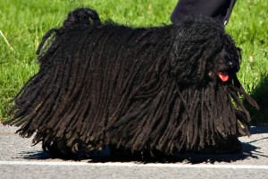 dog with dreads 1