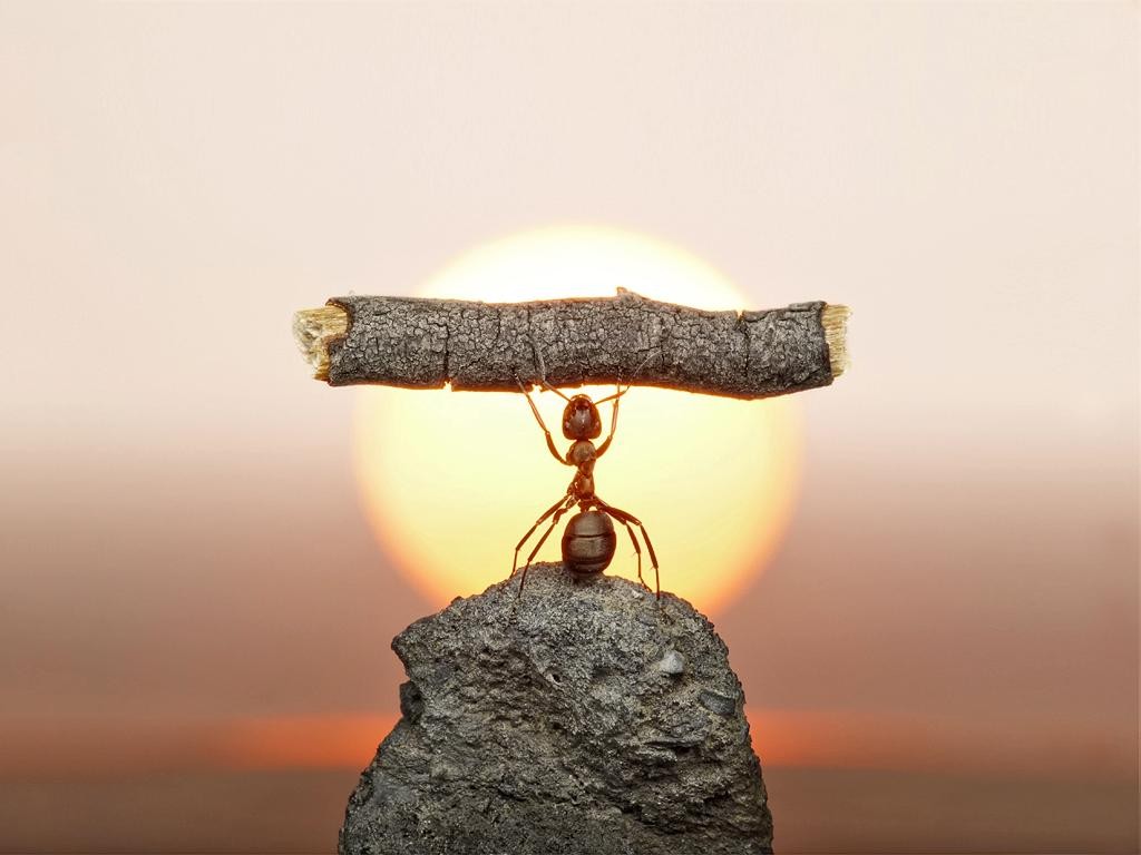 Strong-Ant-Lifting-Timber-Wallpaper-for-Computer